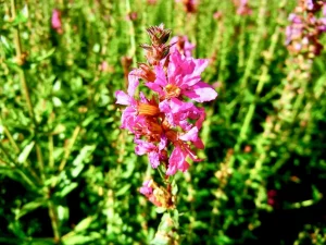 Lythrum salicaria