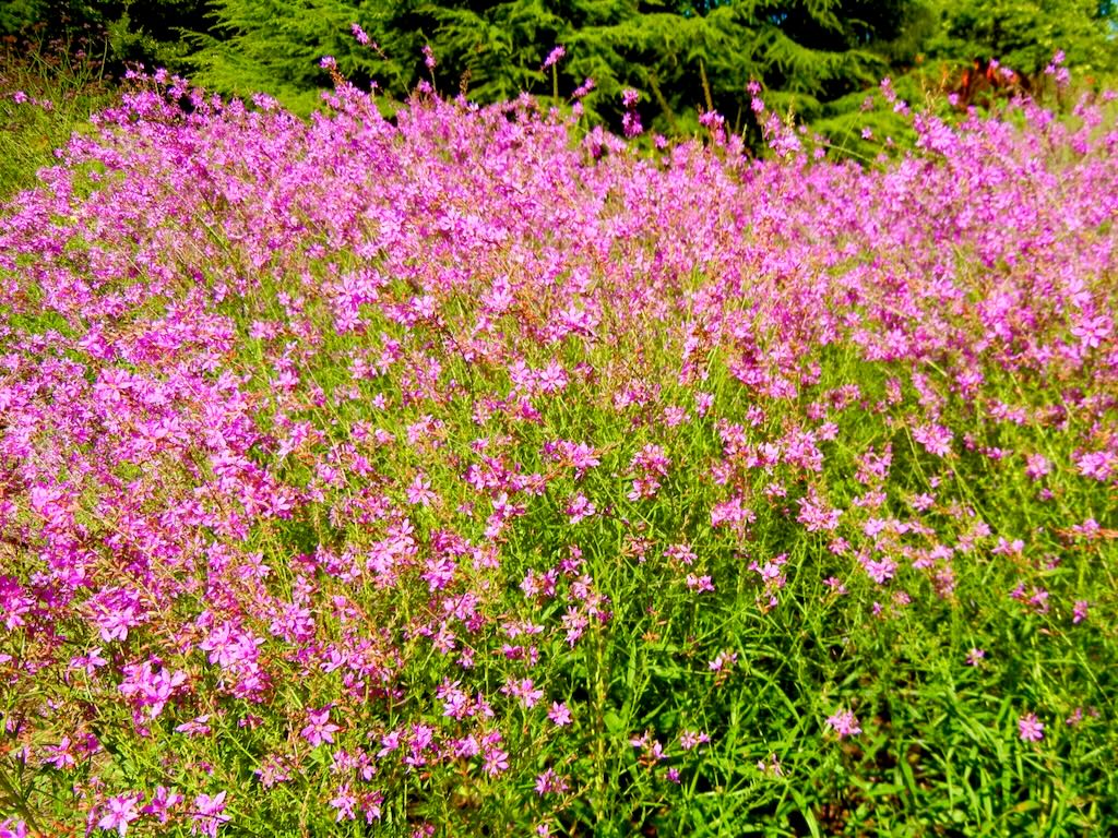 Lythrum virgatum'Dropmore Purple'