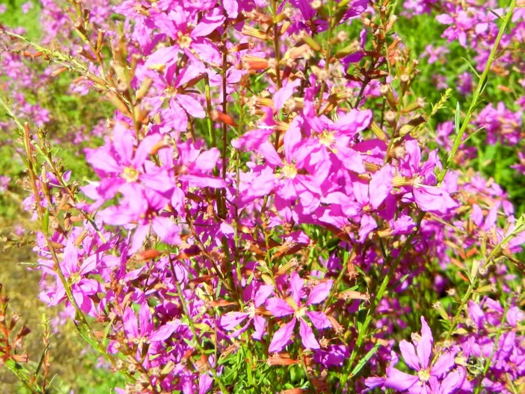 Lythrum virgatum 'Dropmore Purple'