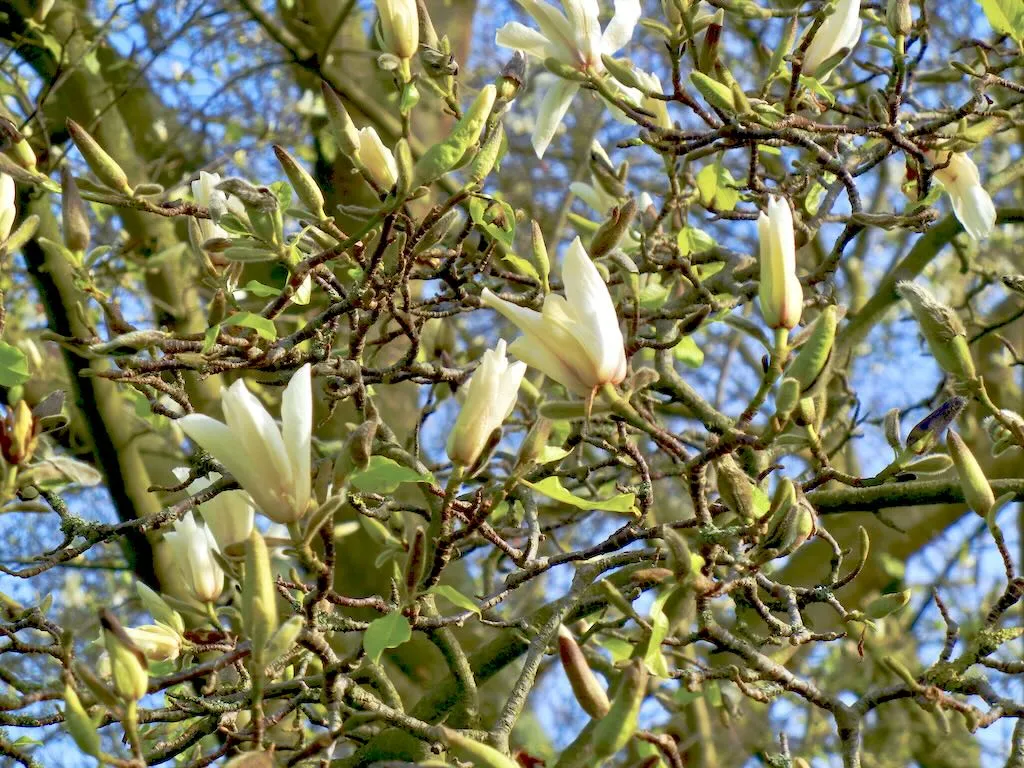 Magnolia kobus Borealis - Online Flower Garden Magnolia kobus 'Borealis'