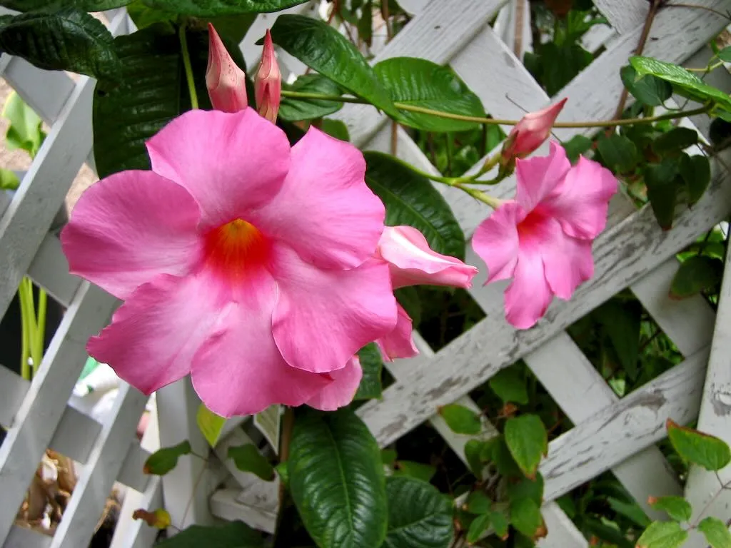 Mandevilla x amoena ‘Alice du Pont’