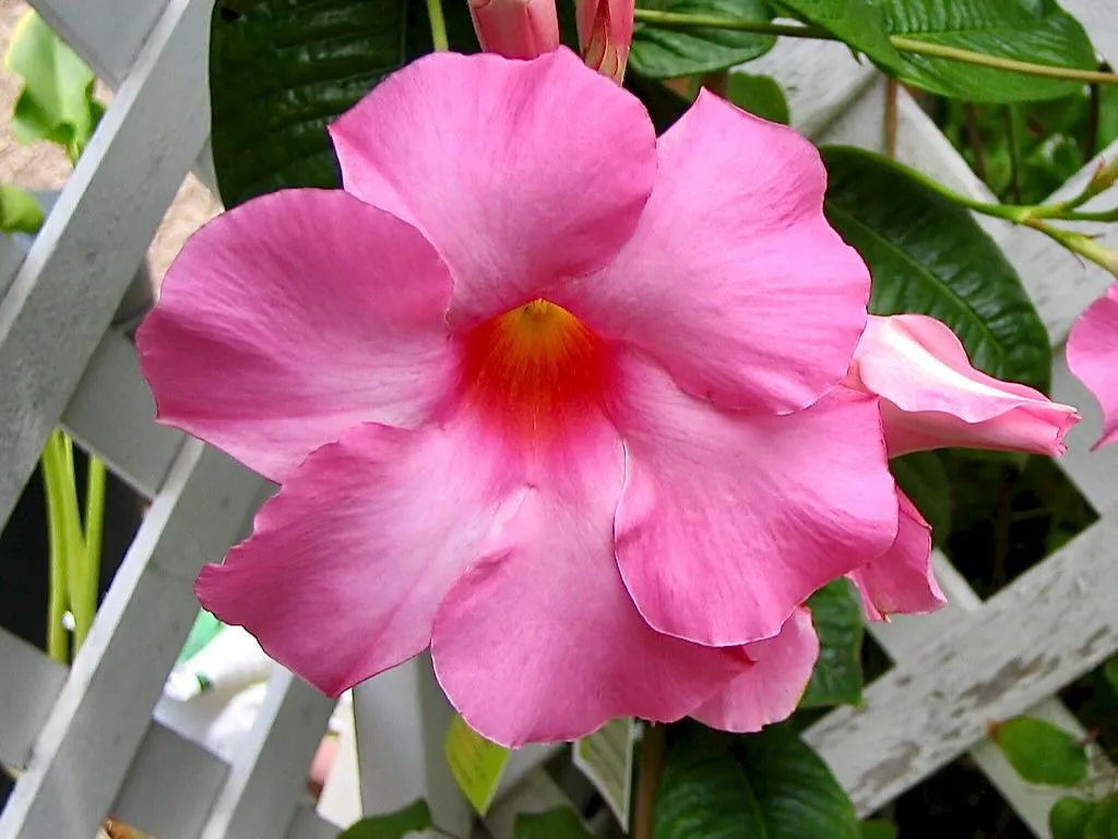 Mandevilla x amoena ‘Alice du Pont’