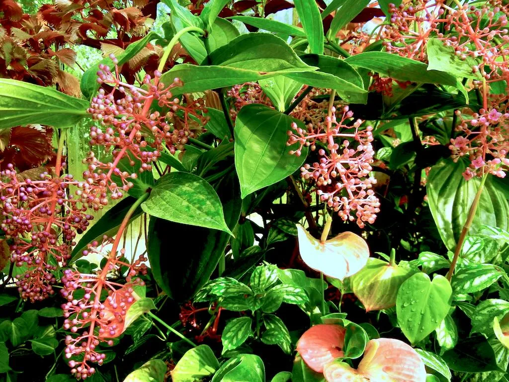 Medinilla speciosa