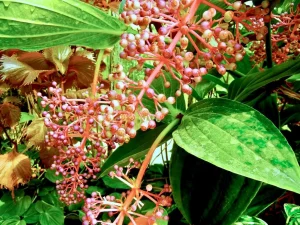Medinilla speciosa
