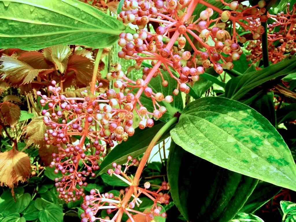 Medinilla speciosa