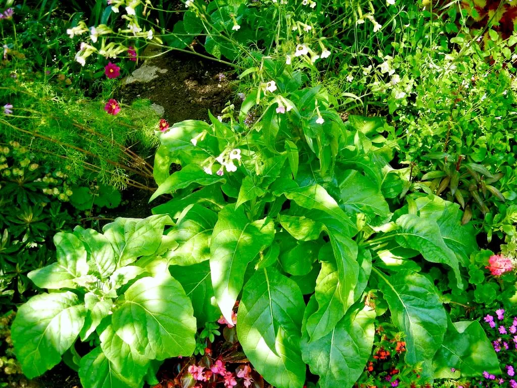 Nicotiana tabacum