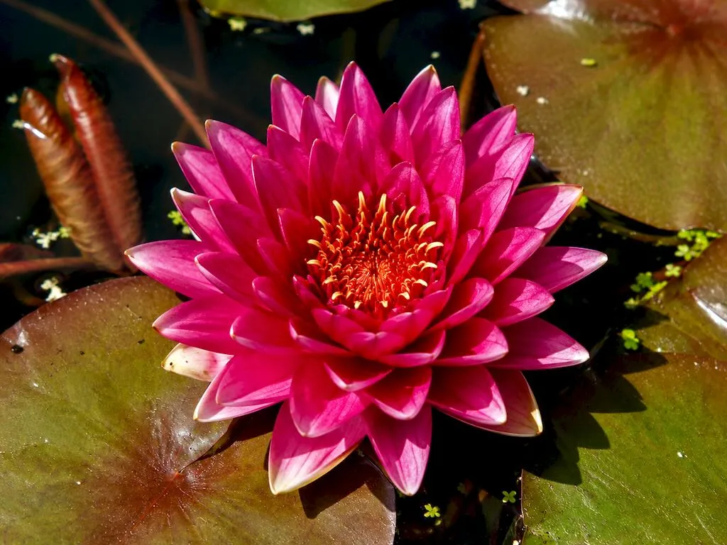Nymphaea Stanley Angus Skinger-1 - Online Flower Garden Nymphaea'Stanley Angus Skinger'
