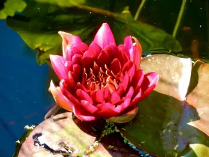 Nymphaea 'Stanley Angus Skinger'