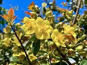 Ochna mossambicensis
