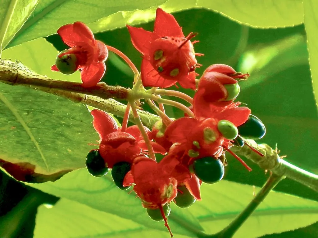 Ochna mossambicensis - Online Flower Garden Ochna mossambicensis