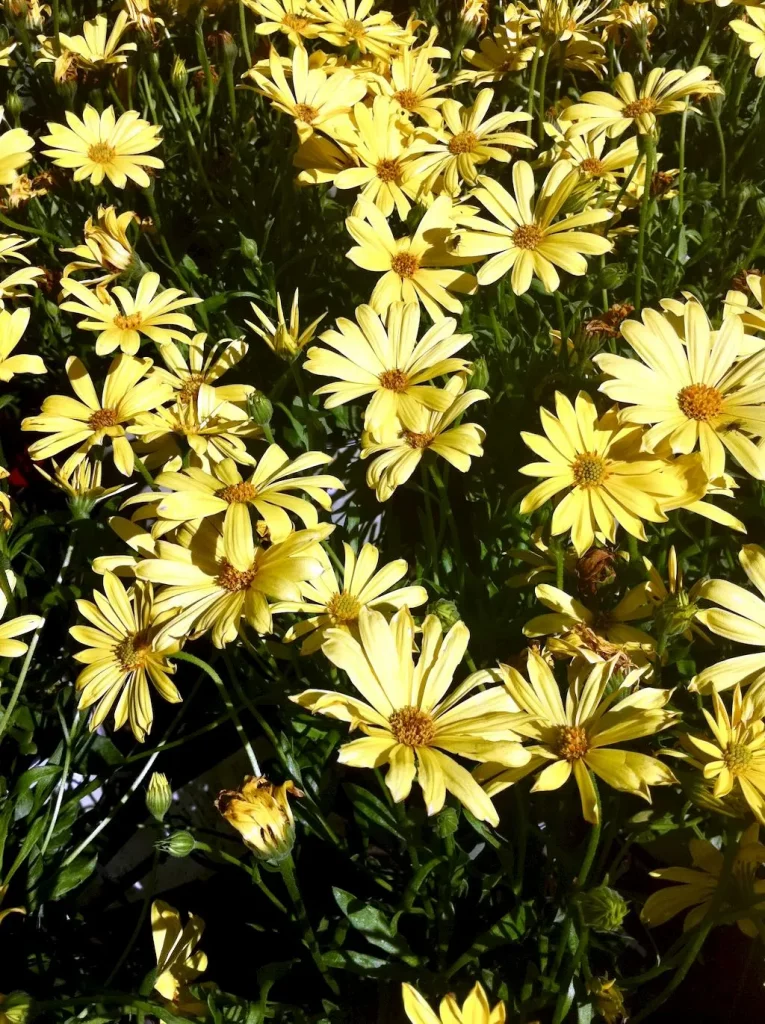Osteospermum Balvoyelo-1 - Online Flower Garden Osteospermum'Balvoyelo' or 'Voltage Yellow'