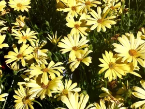 Osteospermum 'Balvoyelo' or 'Voltage Yellow'