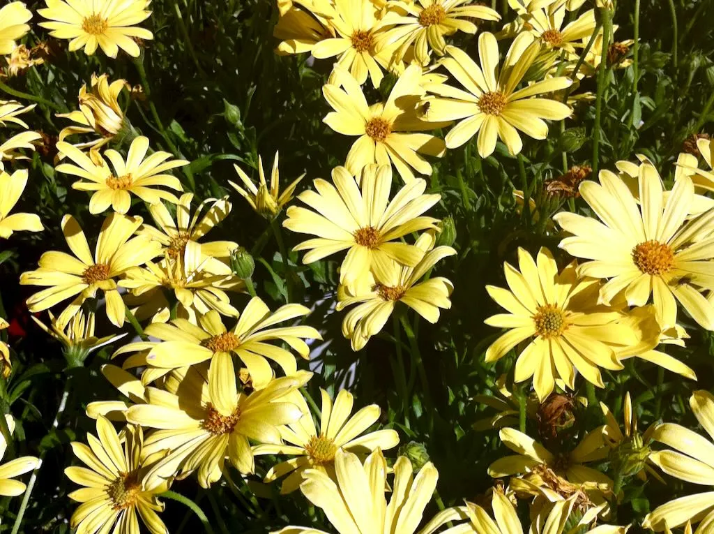 Osteospermum Balvoyelo or Voltage Yellow - Online Flower Garden Osteospermum 'Balvoyelo' or 'Voltage Yellow'