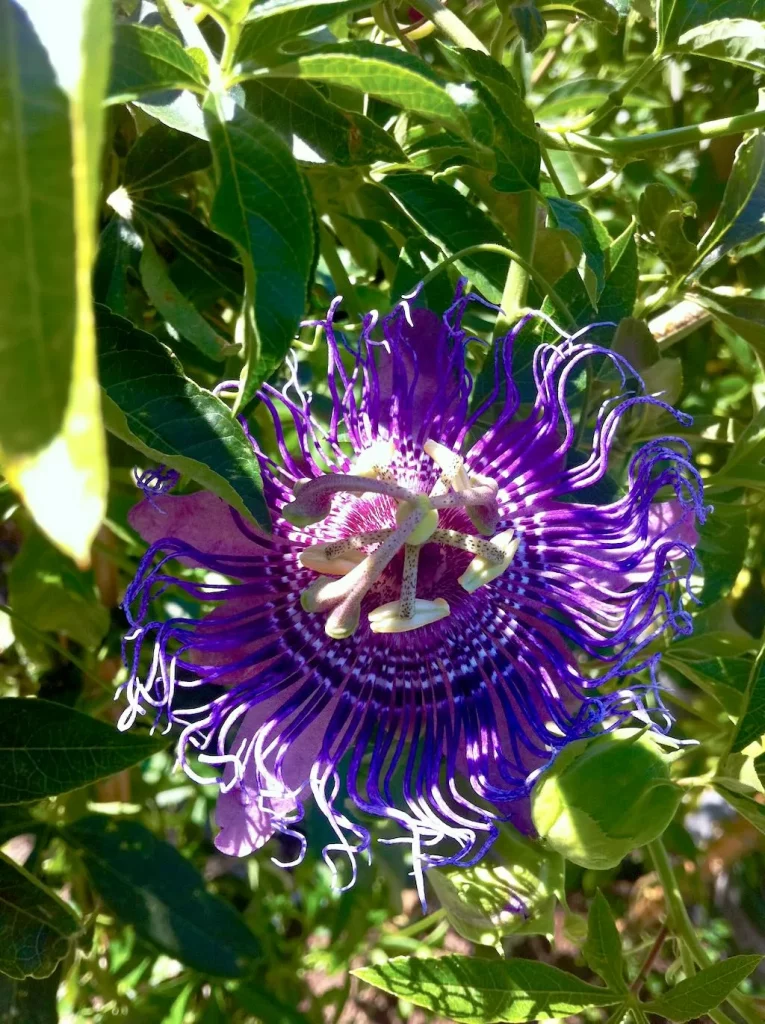 Passiflora'Lavender Lady'