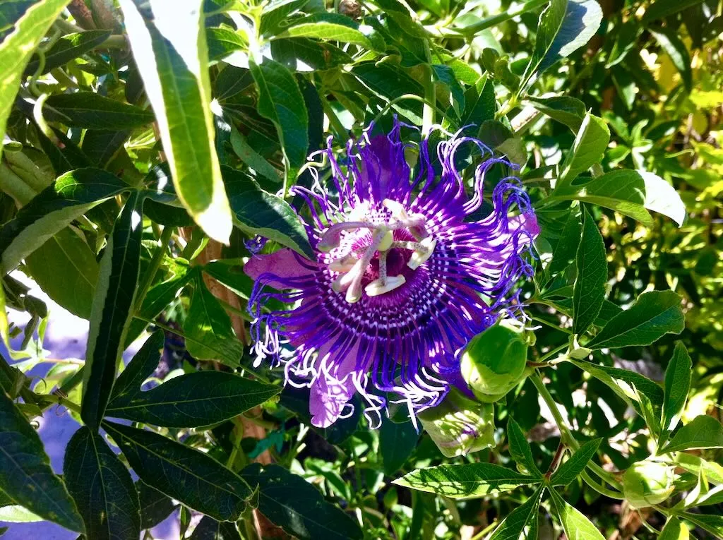 Passiflora 'Lavender Lady'