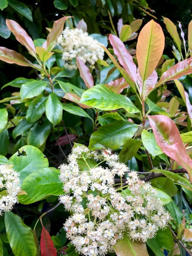 Photinia glabra-1 - Online Flower Garden Photinia glabra
