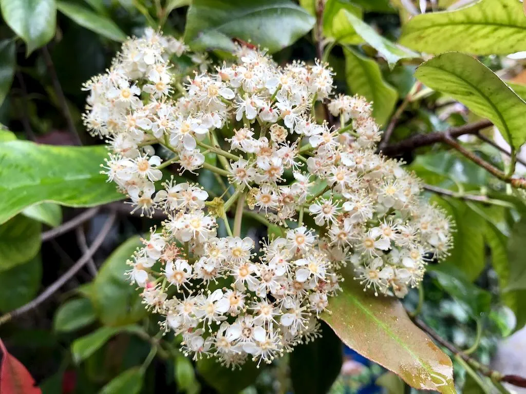 Photinia glabra - Online Flower Garden Photinia glabra