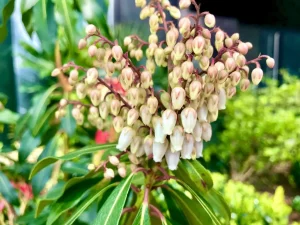Pieris japonica