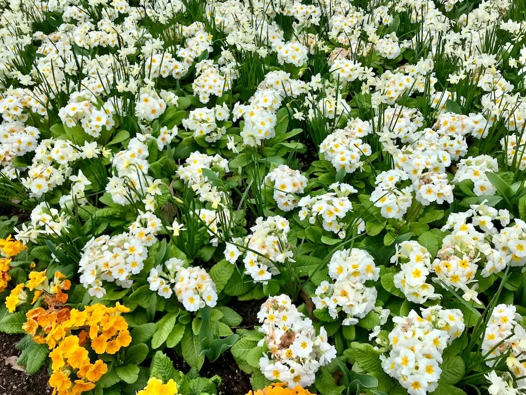 Primula vulgaris