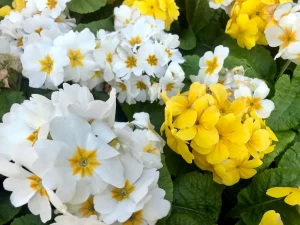 Primula vulgaris