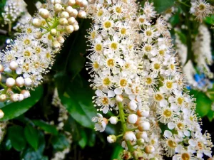 Prunus serotina or Black Cherry
