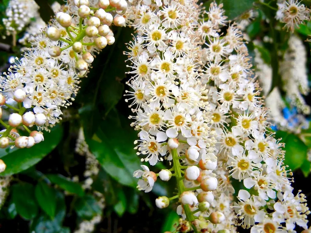 Prunus serotina or Black Cherry