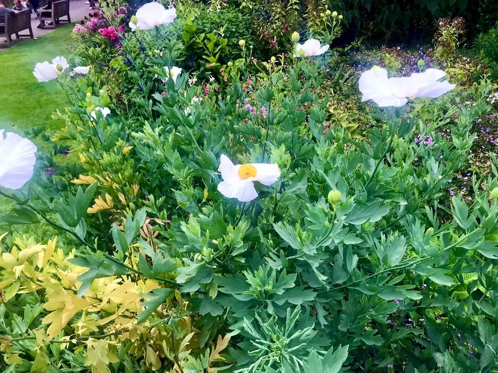 Romneya coulteri-1 - Online Flower Garden Romneya coulteri