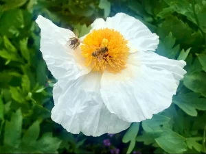 Romneya coulteri
