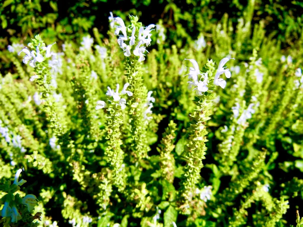 Salvia sylvestris Schneehügel-1 - Online Flower Garden Salvia x sylvestris'Schneehügel'