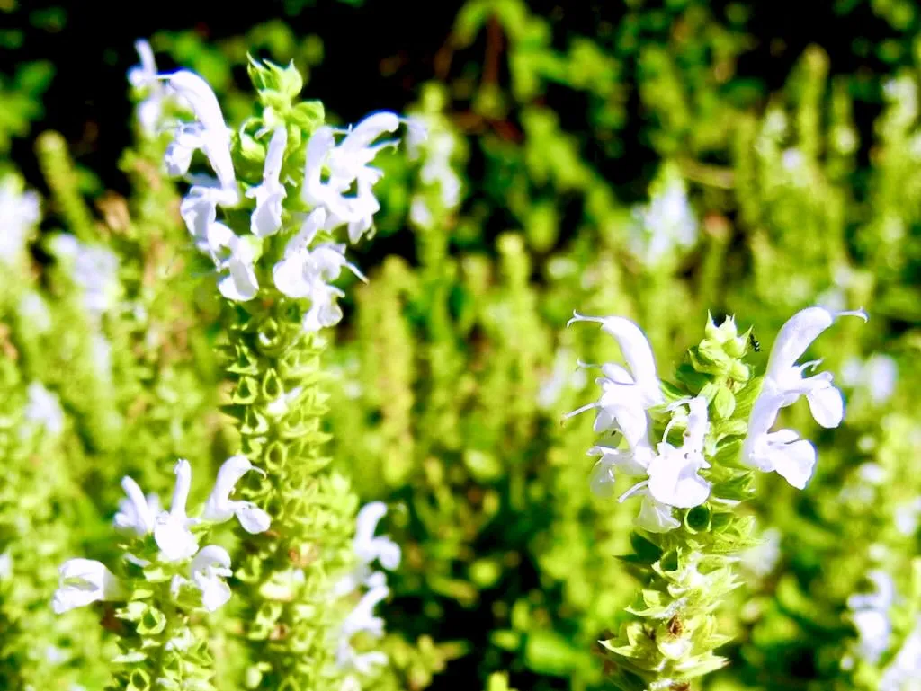 Salvia sylvestris Schneehügel - Online Flower Garden Salvia x sylvestris 'Schneehügel'