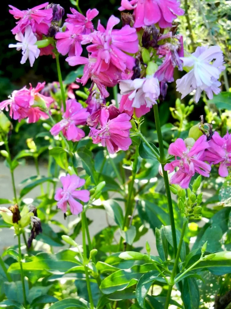 Saponaria officinalis-1 - Online Flower Garden Saponaria officinalis