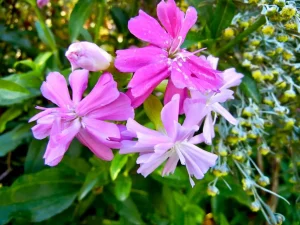 Saponaria officinalis