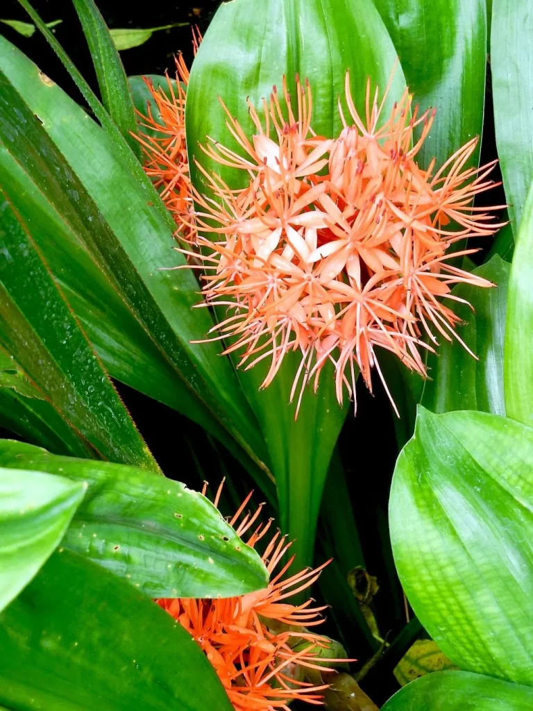 Scadoxus cinnabarinus-1 - Online Flower Garden Scadoxus cinnabarinus