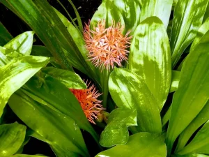 Scadoxus cinnabarinus
