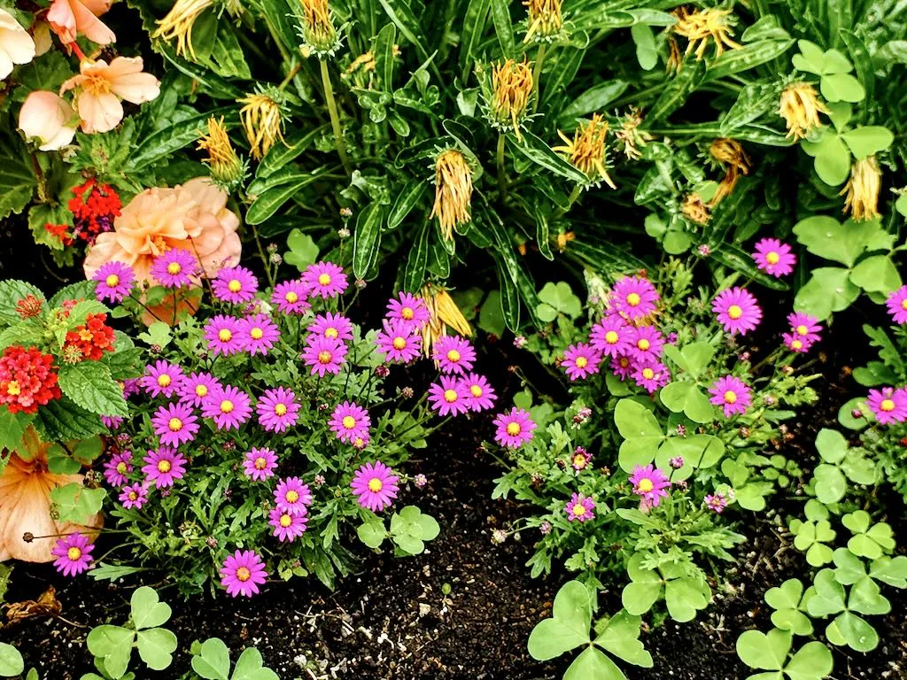 Senecio elegans