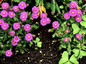Senecio elegans