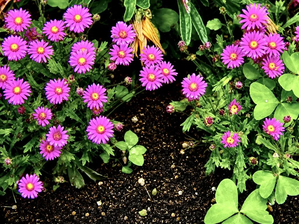 Senecio elegans