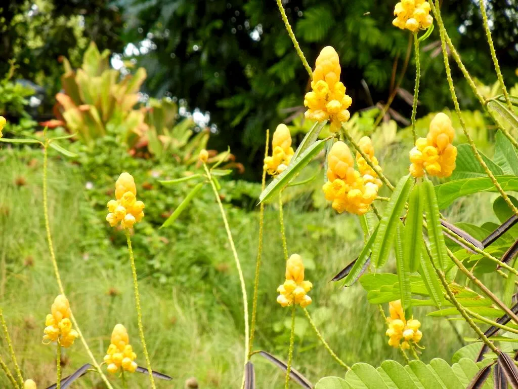 Senna alata