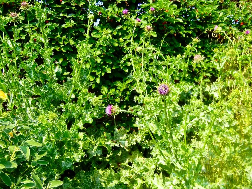 Silybum marianum-1 - Online Flower Garden Silybum marianum