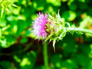 Silybum marianum