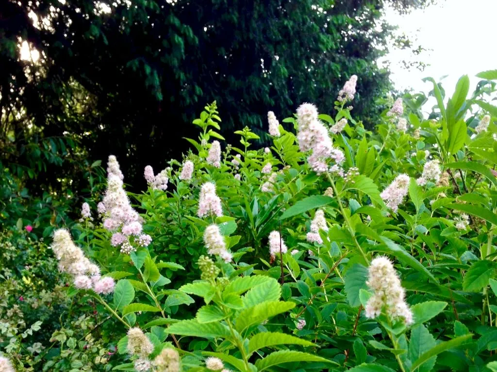 Spiraea alba or White Meadowsweet-1 - Online Flower Garden Spiraea alba or White Meadowsweet