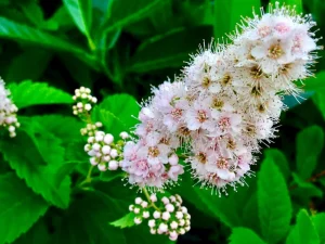 Spiraea alba or White Meadowsweet