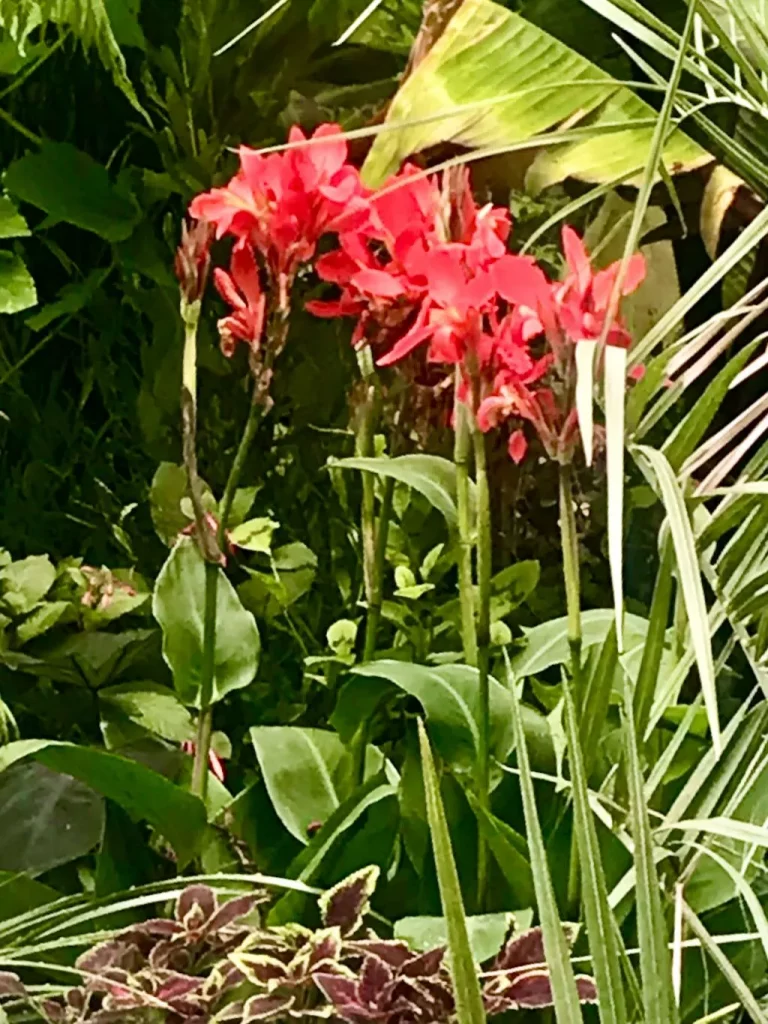 St James Park London-12 - Online Flower Garden Canna Lily