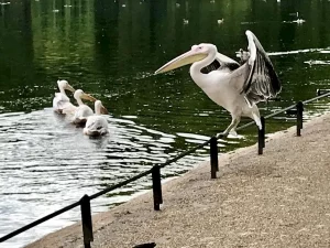 A Sunday stroll in St. James's Park, London
