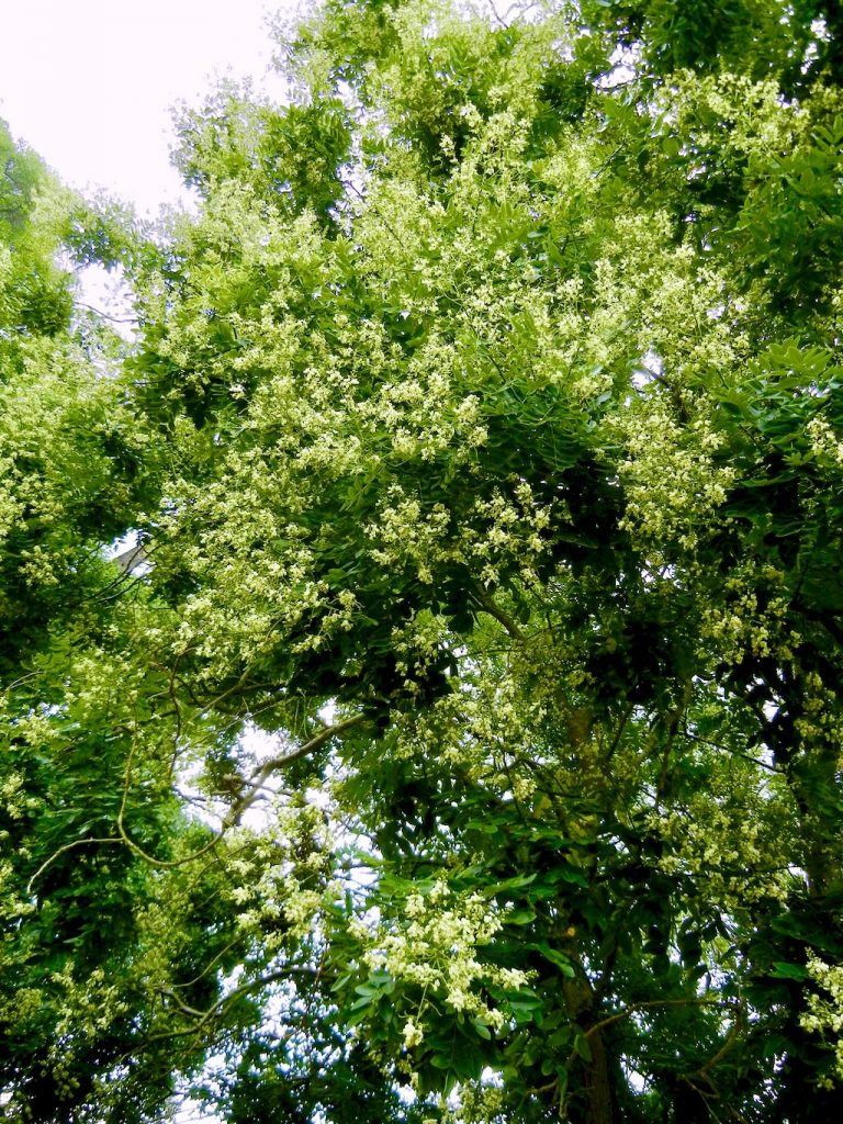 Styphnolobium japonicum, Japanese Pagoda Tree