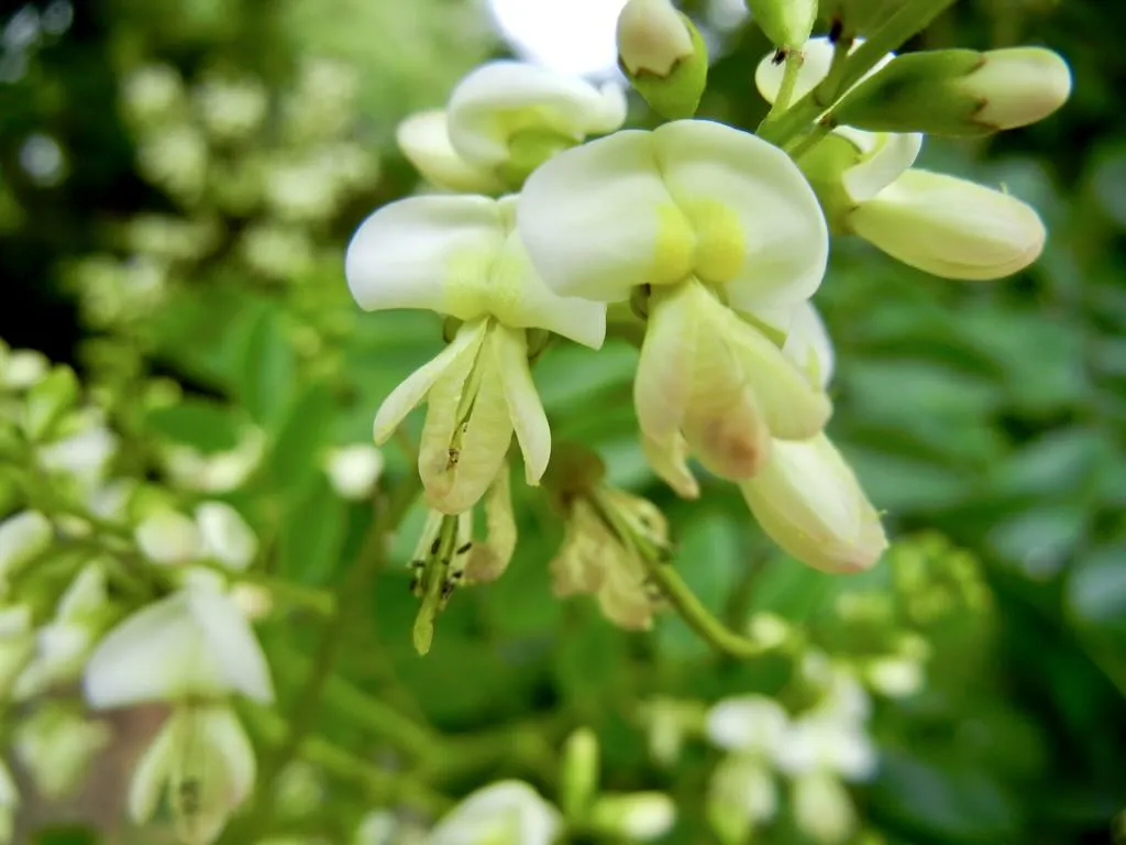 Styphnolobium japonicum, Japanese Pagoda Tree