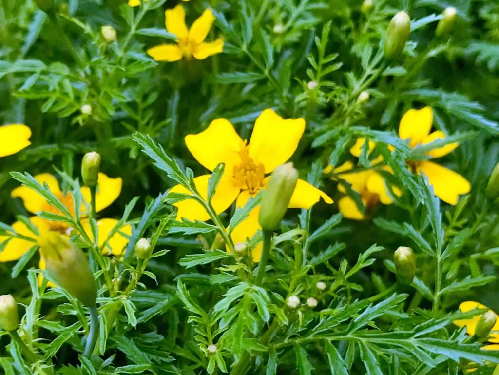 Tagetes tenuifolia Lemon Gem-1 - Online Flower Garden Tagetes tenuifolia'Lemon Gem'