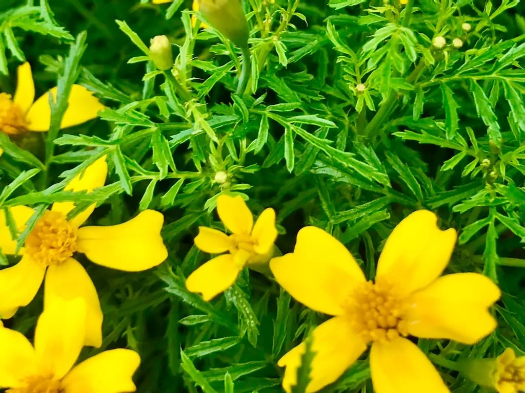Tagetes tenuifolia Lemon Gem - Online Flower Garden Tagetes tenuifolia 'Lemon Gem'