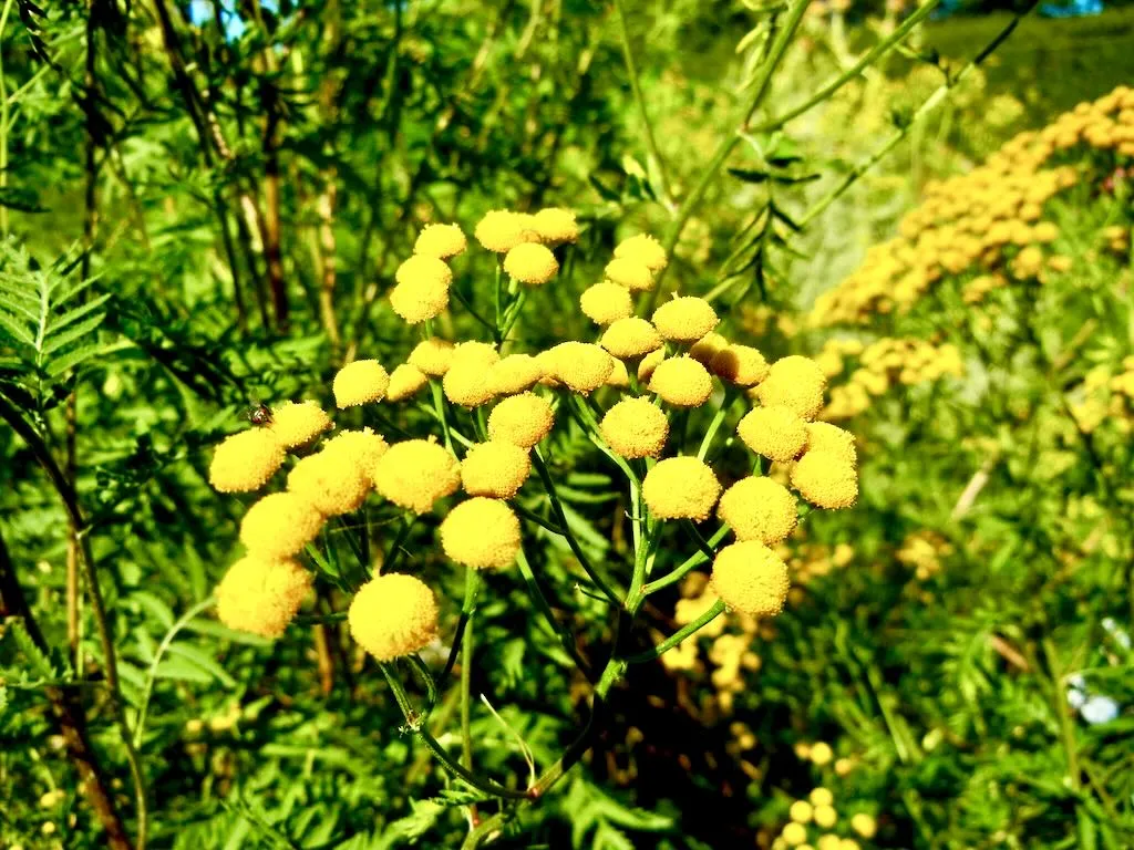 Tanacetum Vulgare - Online Flower Garden Tanacetum Vulgare or Tansy