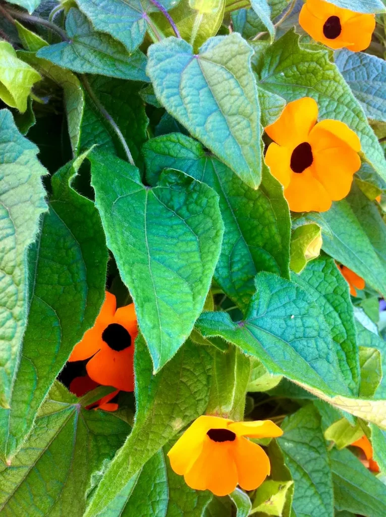 Thunbergia alata ‘Superstar Orange’